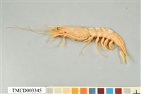 藏品(雄壯鬚蝦)的圖片